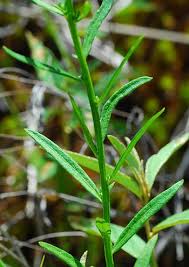 Attēlu rezultāti vaicājumam “Polygala comosa leaf”