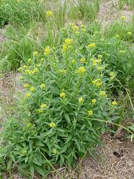 Attēlu rezultāti vaicājumam “Erysimum cheiranthoides flower”