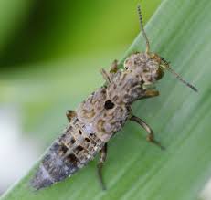 Attēlu rezultāti vaicājumam “Ontholestes murinus”