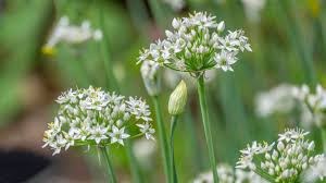 Image result for Schnittknoblauch