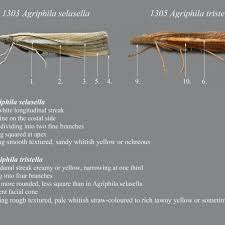 Attēlu rezultāti vaicājumam “Agriphila selasella”