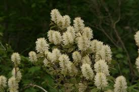 Attēlu rezultāti vaicājumam “Fothergilla major”