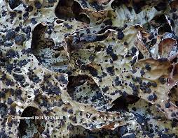 Attēlu rezultāti vaicājumam “Plectocarpon lichenum”