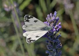 Attēlu rezultāti vaicājumam “Pontia edusa”