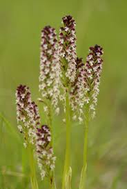 Attēlu rezultāti vaicājumam “Orchis ustulata flower”