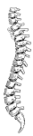 backbone - Clip Art Gallery