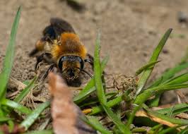 Attēlu rezultāti vaicājumam “Andrena”