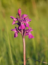 Attēlu rezultāti vaicājumam “Dactylorhiza cruenta”