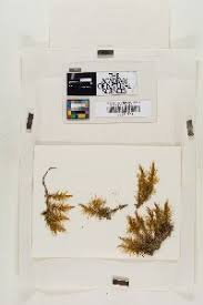 Attēlu rezultāti vaicājumam “Dicranum polysetum sporophyte”