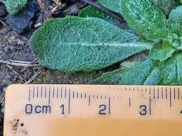 Attēlu rezultāti vaicājumam “Arabis hirsuta”