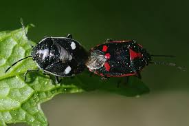 Attēlu rezultāti vaicājumam “Eurydema oleracea”