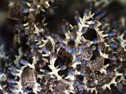 Attēlu rezultāti vaicājumam “Diachea leucopodia”