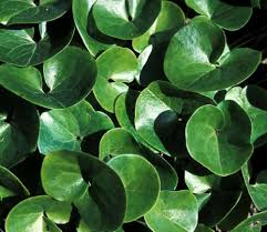 Attēlu rezultāti vaicājumam “Asarum europaeum leaf”