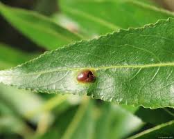 Attēlu rezultāti vaicājumam “Pontania proxima”