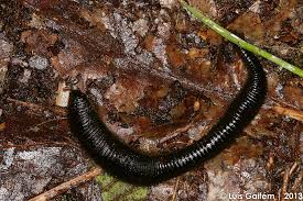 Attēlu rezultāti vaicājumam “Haemopis sanguisuga”