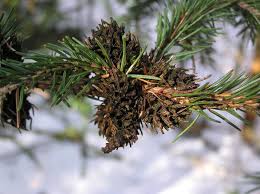 Attēlu rezultāti vaicājumam “Sacchiphantes abietis”