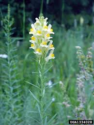 Image result for Linaria vulgaris