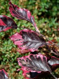 Attēlu rezultāti vaicājumam “Fagus sylvatica”