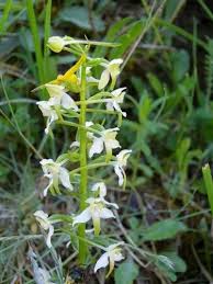 Attēlu rezultāti vaicājumam “Platanthera chlorantha flower”