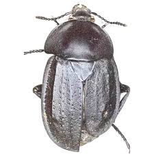 Attēlu rezultāti vaicājumam “Silpha obscura larva”