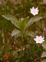 Attēlu rezultāti vaicājumam “Trientalis europaea bud”