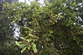 Attēlu rezultāti vaicājumam “Malus purpurea”