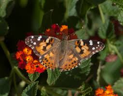 Attēlu rezultāti vaicājumam “Vanessa cardui underside”
