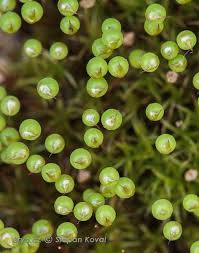 Attēlu rezultāti vaicājumam “Plagiothecium latebricola macro”