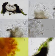 Attēlu rezultāti vaicājumam “Verrucaria hydrela”