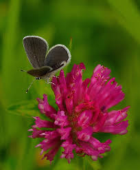 Attēlu rezultāti vaicājumam “Cupido minimus”