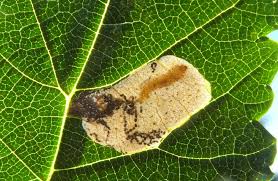 Attēlu rezultāti vaicājumam “Licea pusilla”