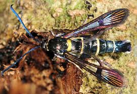 Attēlu rezultāti vaicājumam “Sesiidae”