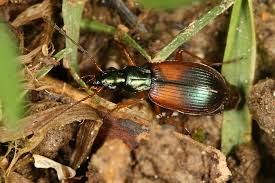 Attēlu rezultāti vaicājumam “Anchomenus dorsalis”