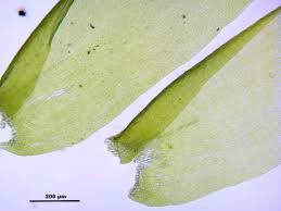 Attēlu rezultāti vaicājumam “Neckera complanata”