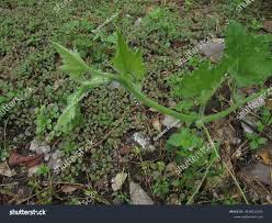 Attēlu rezultāti vaicājumam “Cucurbita pepo leaf”