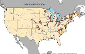 Image result for Morone americana