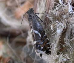 Attēlu rezultāti vaicājumam “Glyphipterigidae”