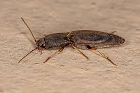 Attēlu rezultāti vaicājumam “Cidnopus aeruginosus”