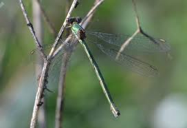 Attēlu rezultāti vaicājumam “Chalcolestes viridis”