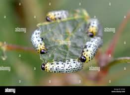 Attēlu rezultāti vaicājumam “Nematus ribesii”