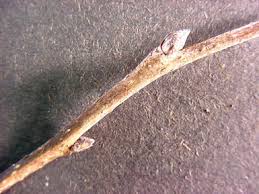 Attēlu rezultāti vaicājumam “Cribraria piriformis stalked”