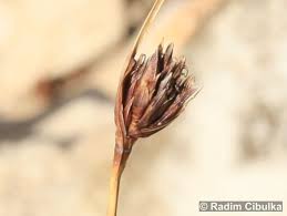 Attēlu rezultāti vaicājumam “Schoenus ferrugineus bud”