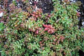 Image result for Sedum album `Coral Carpet`