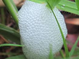 Attēlu rezultāti vaicājumam “Fuligo licentii macro”