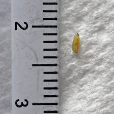 Attēlu rezultāti vaicājumam “Phytomyza ranunculi”