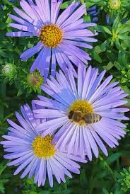 Image result for Aster