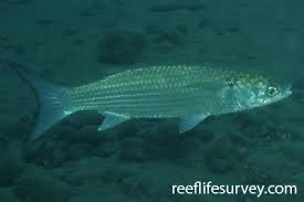 Image result for Liza ramada