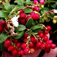 Attēlu rezultāti vaicājumam “Vaccinium vitis-idaea”