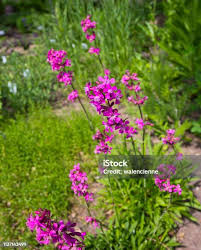 Attēlu rezultāti vaicājumam “Silene viscaria”