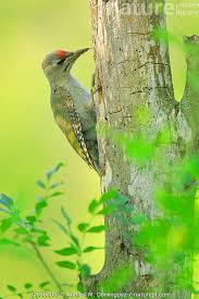 Attēlu rezultāti vaicājumam “Picus canus”